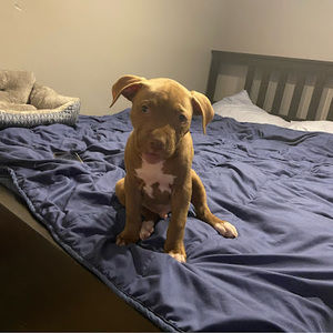 Meet your Posher, Travis